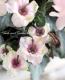 <i>Cyclamen persicum Mill</i><BR><BR>Ȭ�ź餭��������<BR>�褬���꡼��<BR>�إ��꡼��ƥ������