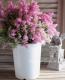 <i>Erica chamissonis<i><BR><BR>���ꥫ �إ���ߥ��˥���