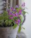 <i>Perennial sweet pea</i><BR><BR>�������ɺ������ȥԡ�<BR>�إ饷�饹���ԥ󥯡٤ȡإѡ��ץ�٤�MIX����