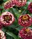 <i>Zinnia haageana</i><BR><BR>ƥʿ礤<BR>˥ƥå<BR>إСǥ