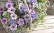 <i>Petunia��hybrida</i><BR><BR>�ڥ���˥����ץ쥸�㡼<BR>�إۥ磻�ȥ�٥������������