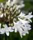 <i>Agapanthus</i><BR><BR>�����ѥ󥵥�<BR>�إ����꡼�ߥ륯��