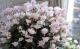 <i>Cyclamen persicum Mill</i><BR><BR>Ȭ�ź餭��������<BR>�褬���꡼��<BR>�إ��꡼��ƥ�����٥饤�ȥԥ�