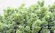 <i>Origanum rotundifolium</i><BR><BR>饤࿧β֥쥬<BR>إեꥢ