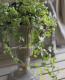 <i>Ficus 'Precious'</i><BR><BR>�ե������إץ쥷�㥹��