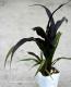 <i>Pennisetum glaucum</i><BR><BR>�����ӡ������ʥ�󥿥�ߥ�å�<BR>�إѡ��ץ�ޥ������ƥ���
