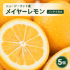 �˥塼�������ɻ� �Υ󥱥ߥ��� �ᥤ�䡼���� 5�� ������Ի���