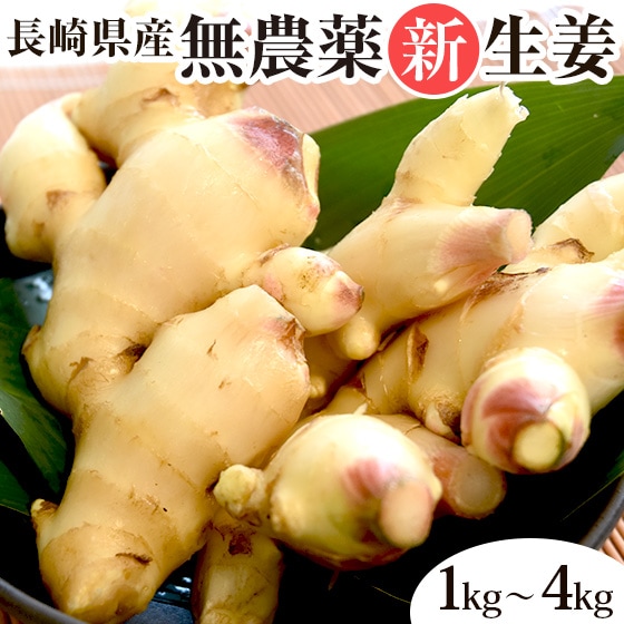 長崎県産 無農薬 生姜（古根） 1kg 2kg 3kg 4kg【ピカイチ野菜くん】