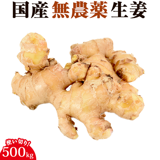 長崎県産 無農薬 生姜（古根） 500g 【ピカイチ野菜くん】