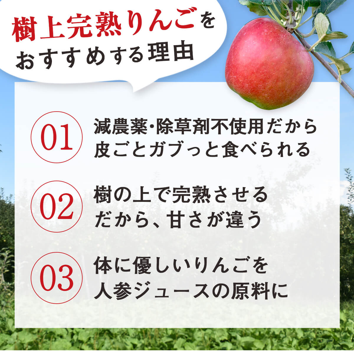 ������ Ĺ��� ���崰�Ϥ�� 5kg ������ ���̺�������ʪ