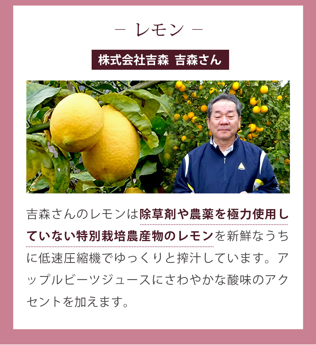 ����������ۥ��åץ�ӡ��� ��Ȣ��100ml��30�ѥå��� �ӡ��ĥ��塼�� �ӡ���