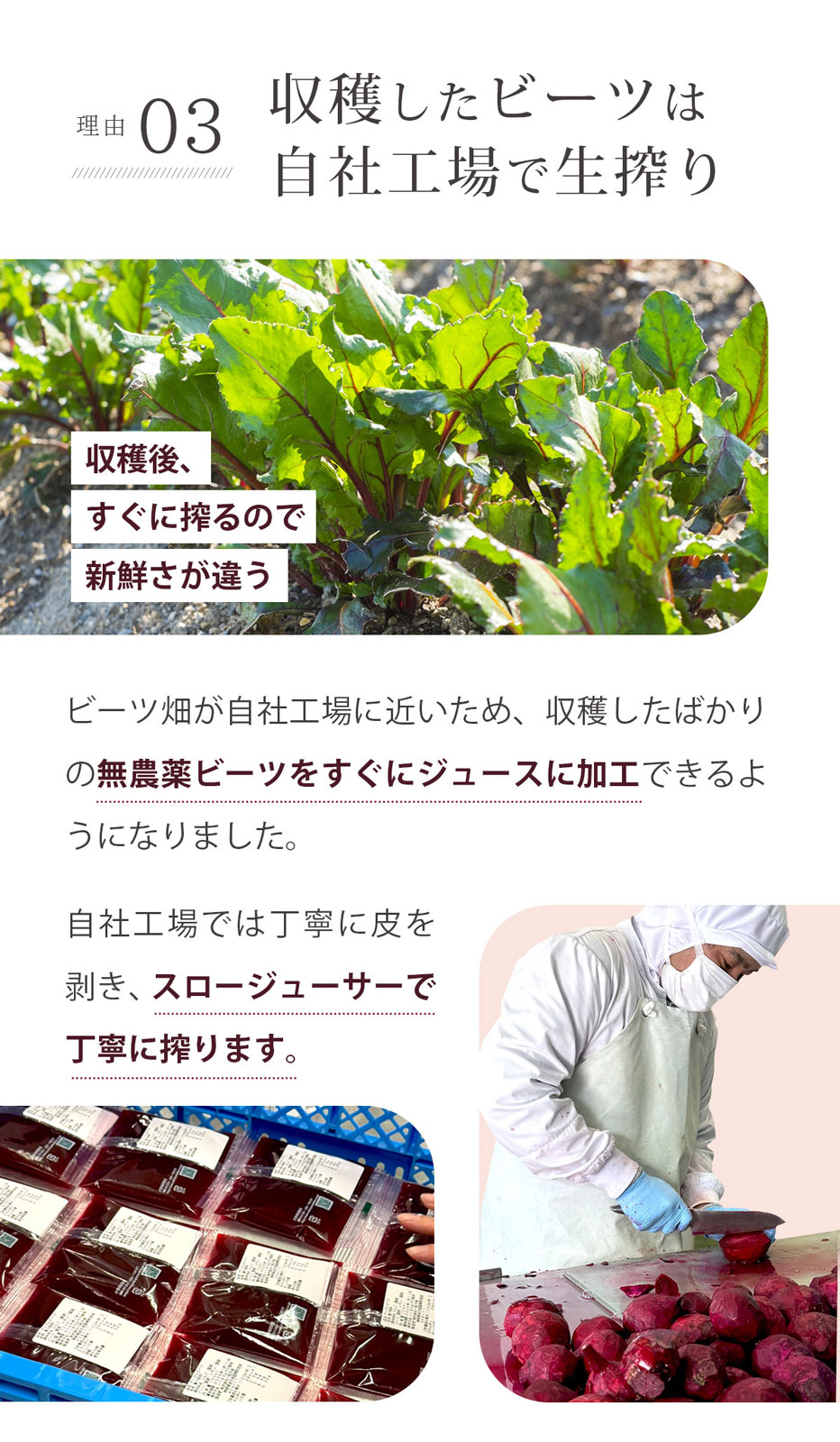 ̵ź ӡĥ塼 åץӡ 1Ȣ (100ml15ѥå)