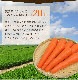 ̵ź ˤ󤸤󥸥塼 ϡաϡ 6ܥå