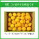 �˥塼�������ɻ� �Υ󥱥ߥ��� �ᥤ�䡼���� 30�� ������Ի���