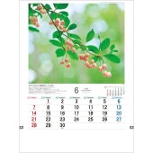 [TD-818-2026] 日本の山野草 2026年|その他(文具)|文具・オフィス機器