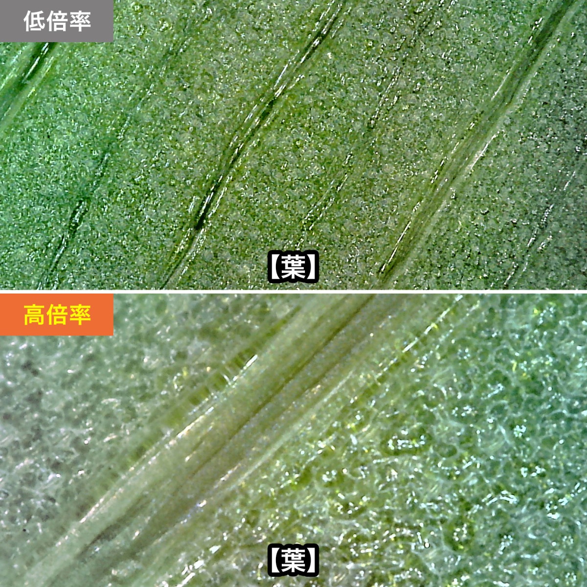 [LPE-08BK] 200(եHDб)USB