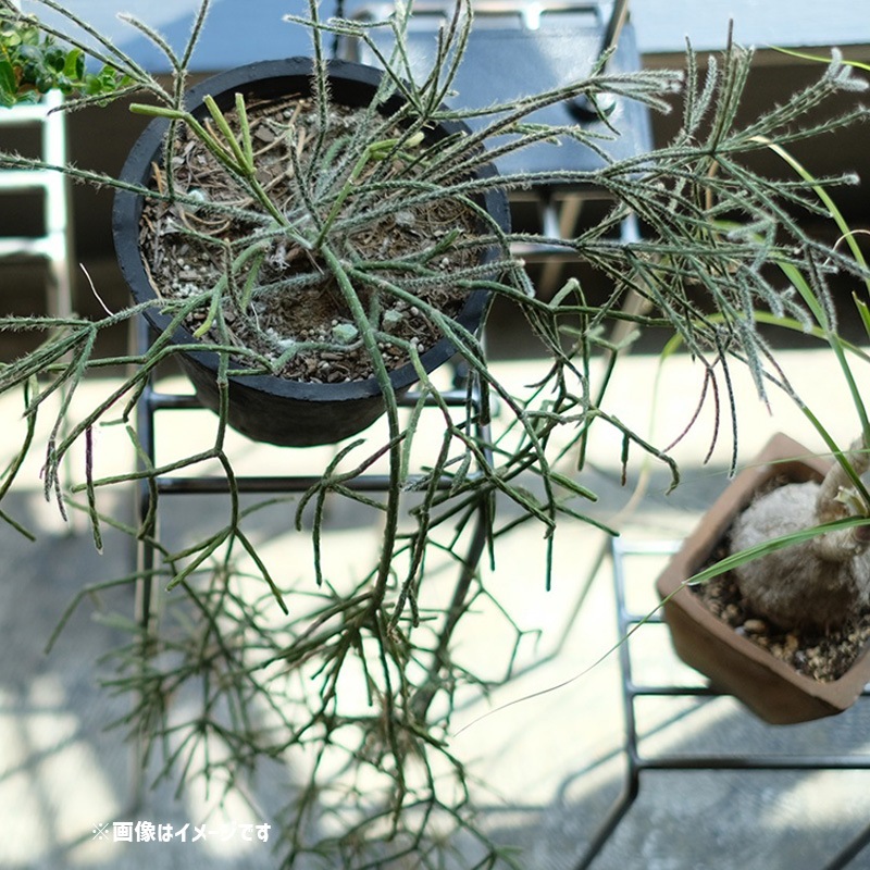 [4589824362717] KNOP plant stands M������ �Υåץץ��ȥ������ �������� �ץ�󥿡�������ɡ�
