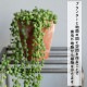 [4589824362717] KNOP plant stands M������ �Υåץץ��ȥ������ �������� �ץ�󥿡�������ɡ�