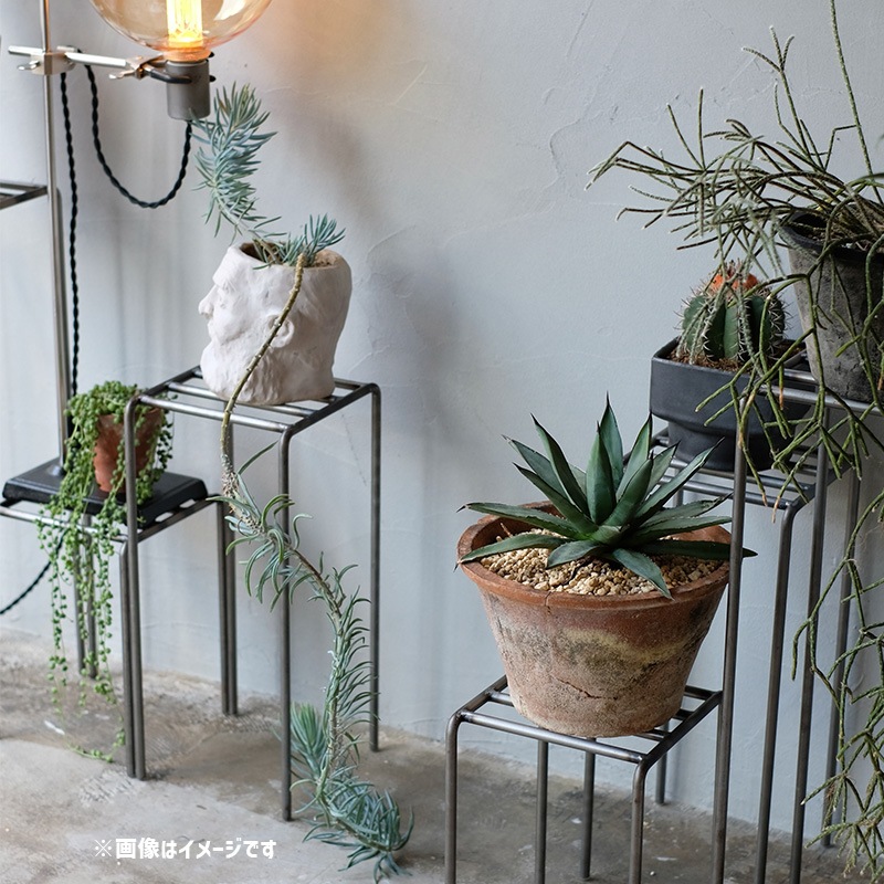 [4589824362724] KNOP plant stands L������ �Υåץץ��ȥ������ �������� �ץ�󥿡�������ɡ�
