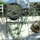 [4589824362724] KNOP plant stands L������ �Υåץץ��ȥ������ �������� �ץ�󥿡�������ɡ�