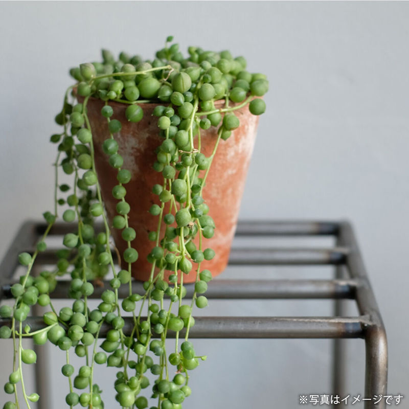 [4589824362731] KNOP plant stands 3pieces set �Υåץץ��ȥ������ �������� �ץ�󥿡�������ɡ�