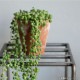 [4589824362731] KNOP plant stands 3pieces set �Υåץץ��ȥ������ �������� �ץ�󥿡�������ɡ�