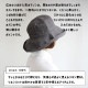 [W14] �ϥå� �ޥΥ󡦥ݥ�֥� ��¦�Ҥ��դ���