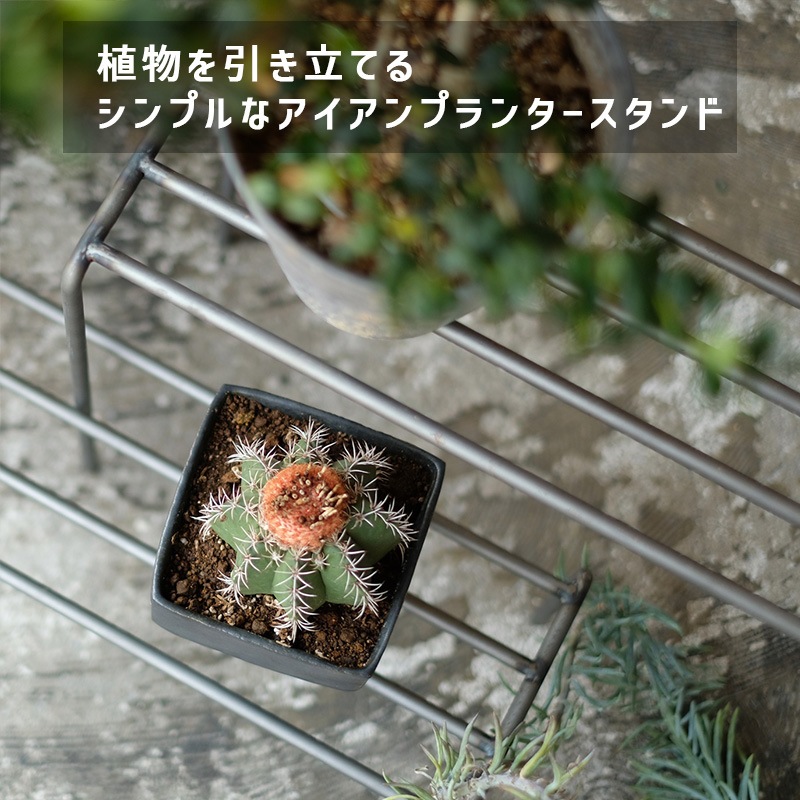 [4589824362786] KNOP plant stands WIDE 3pieces set �Υåץץ��ȥ������ �磻�� �������� �ץ�󥿡�������ɡ�