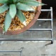 [4589824362786] KNOP plant stands WIDE 3pieces set �Υåץץ��ȥ������ �磻�� �������� �ץ�󥿡�������ɡ�