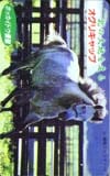オグリキャップ