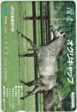 オグリキャップ AVANTI JR北海道静内駅 オレンジカード1000