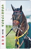 マチカネフクキタル 第58回菊花賞