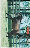 シンザン 五冠馬