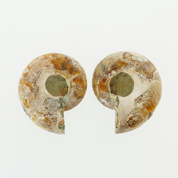 カットアンモナイト（ペア） 重量約15～20g | 天然石一覧,天然石から