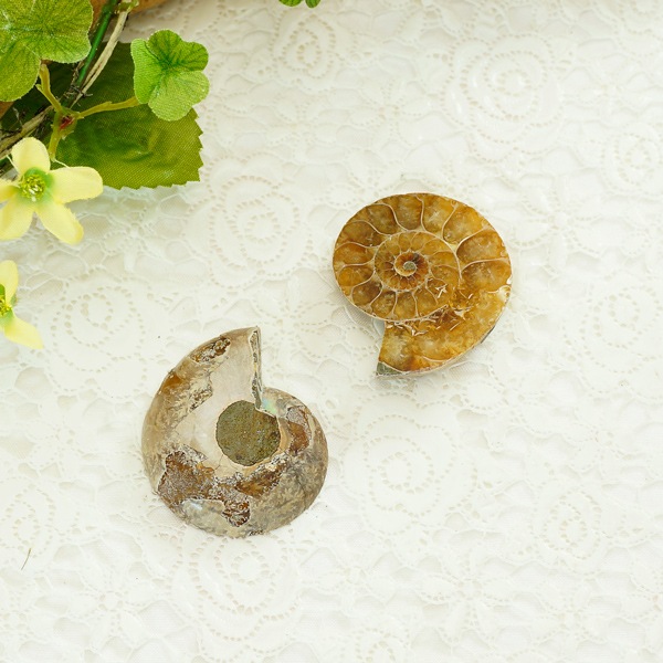 カットアンモナイト（ペア） 重量約15～20g | 天然石一覧,天然石から