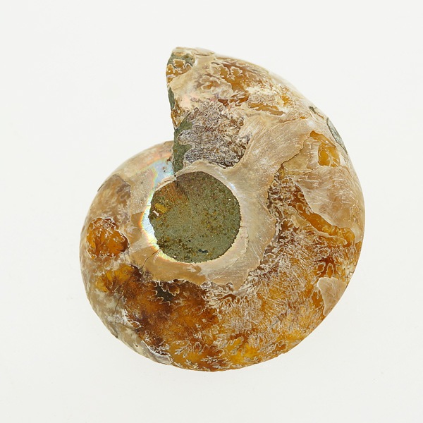 カットアンモナイト（ペア） 重量約15～20g | 天然石一覧,天然石から