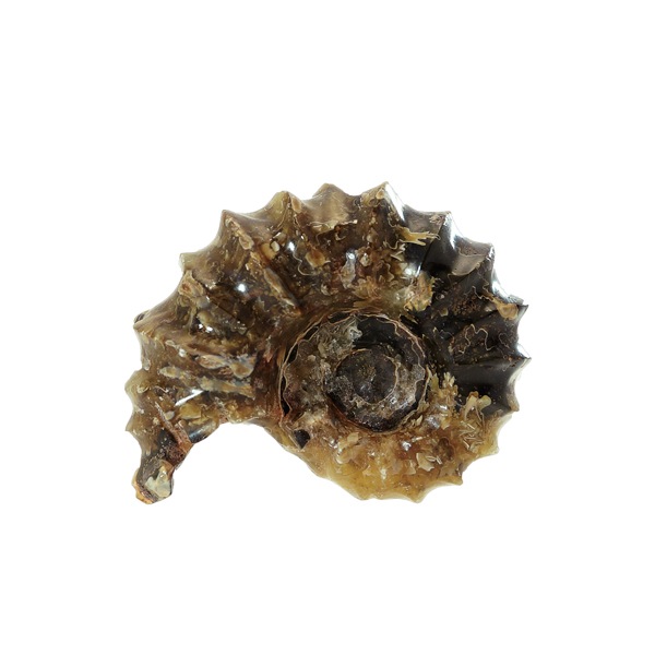 アンモナイト化石 番66g♪インテリアストーン 置物 | 天然石一覧