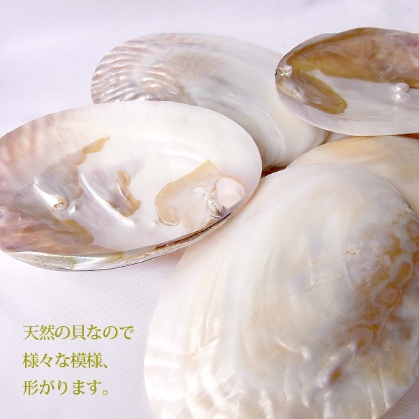 パワーストーン浄化専用置き皿 ☆天然貝皿のみ ※ネコポス便不可