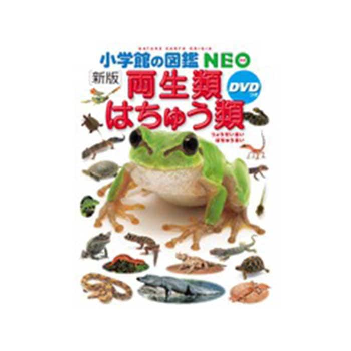 両生類の神童　日本語版4枚 両生類の神童 日本語版4枚