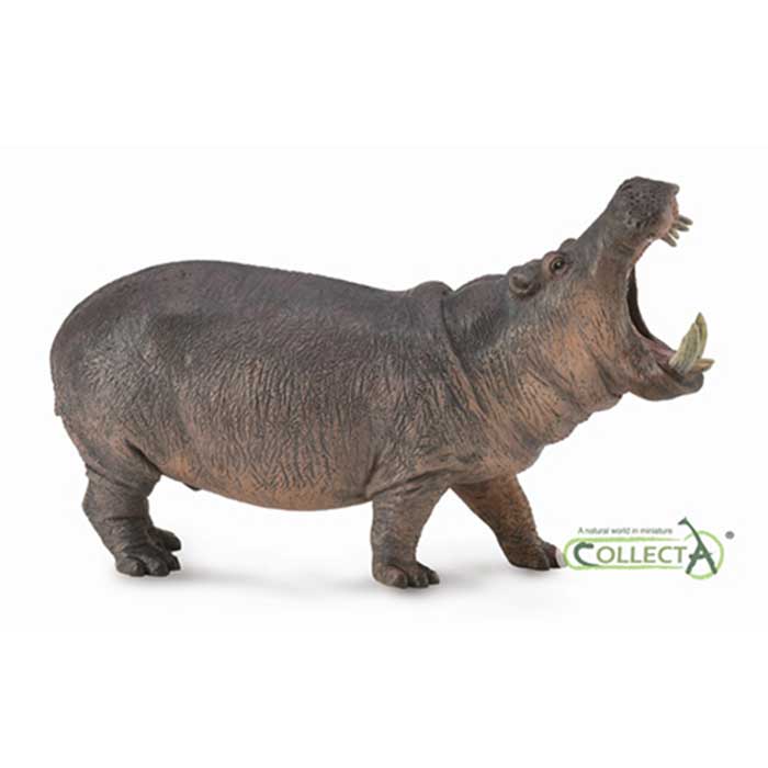 Collecta������