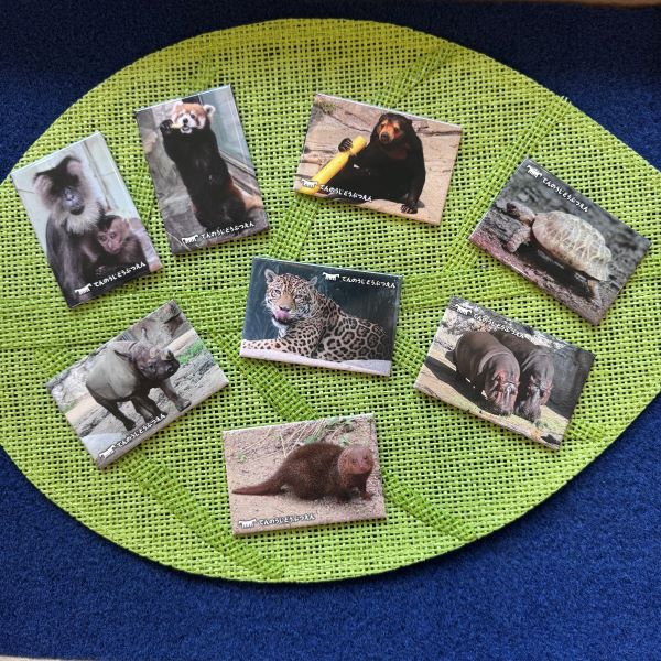 天王寺動物園オリジナル】角マグネット2 | 天王寺動物園オリジナル