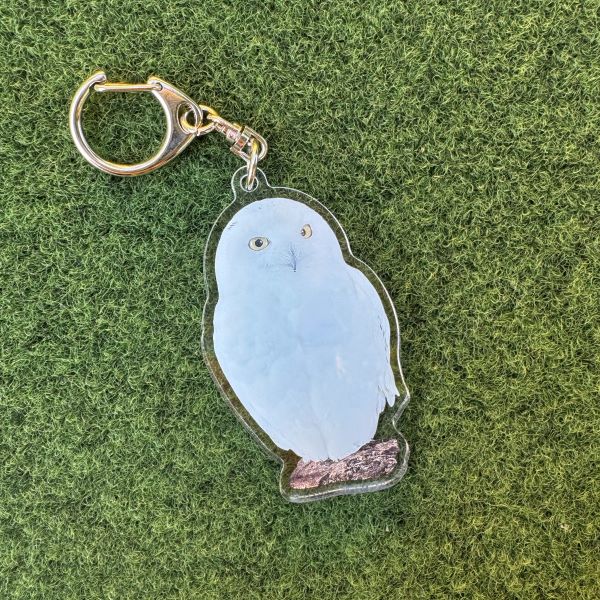 天王寺動物園オリジナル】実写アクリルキーホルダー シロフクロウ
