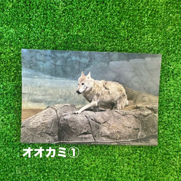 ��ŷ����ưʪ�४�ꥸ�ʥ�ۥݥ��ȥ�����ver.2��A��