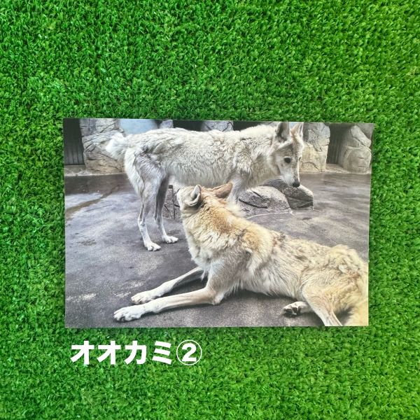 ��ŷ����ưʪ�४�ꥸ�ʥ�ۥݥ��ȥ�����ver.2��A��