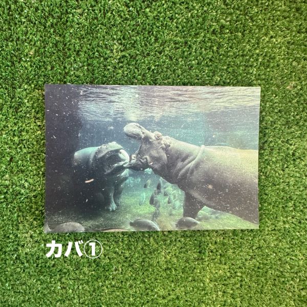 ��ŷ����ưʪ�४�ꥸ�ʥ�ۥݥ��ȥ�����ver.2��A��