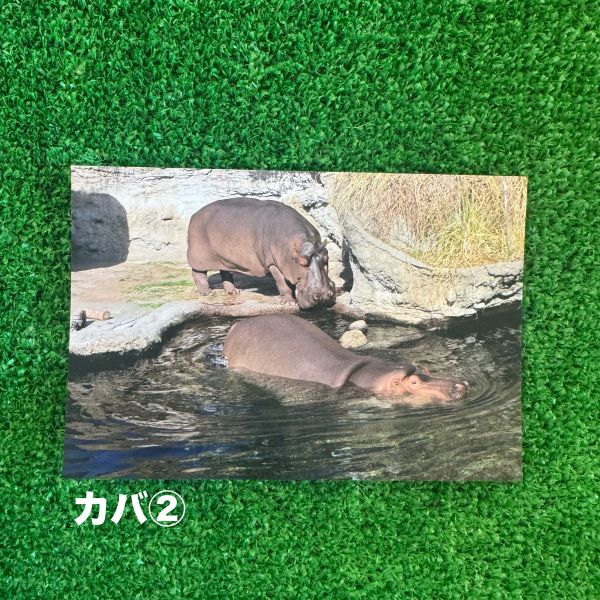 ��ŷ����ưʪ�४�ꥸ�ʥ�ۥݥ��ȥ�����ver.2��A��