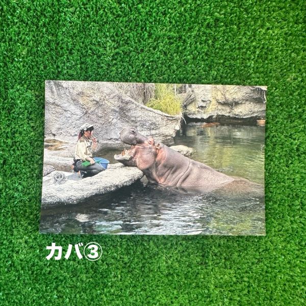 ��ŷ����ưʪ�४�ꥸ�ʥ�ۥݥ��ȥ�����ver.2��A��