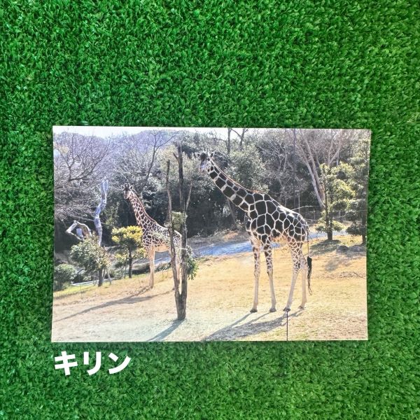 ��ŷ����ưʪ�४�ꥸ�ʥ�ۥݥ��ȥ�����ver.2��A��