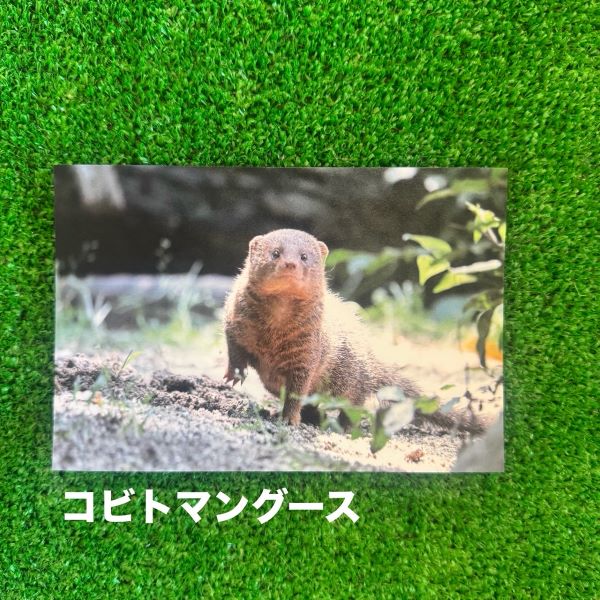 ��ŷ����ưʪ�४�ꥸ�ʥ�ۥݥ��ȥ�����ver.2��A��