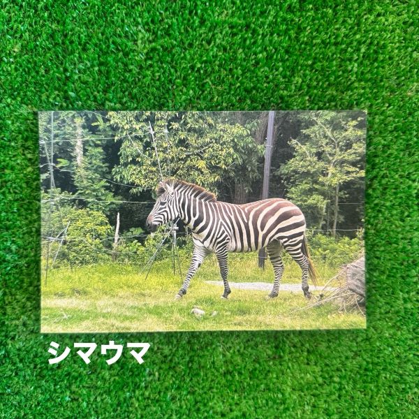 ��ŷ����ưʪ�४�ꥸ�ʥ�ۥݥ��ȥ�����ver.2��A��